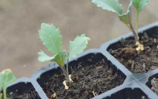 Секреты выращивания капусты брокколи в открытом грунте. советы по правильному уходу, фото