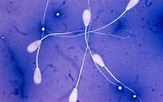 Анатомия спермы человека — информация: