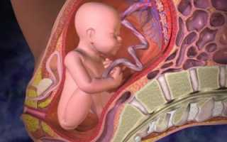 Норма толщины плаценты по неделям беременности: таблица показателей, причины и последствия отклонений